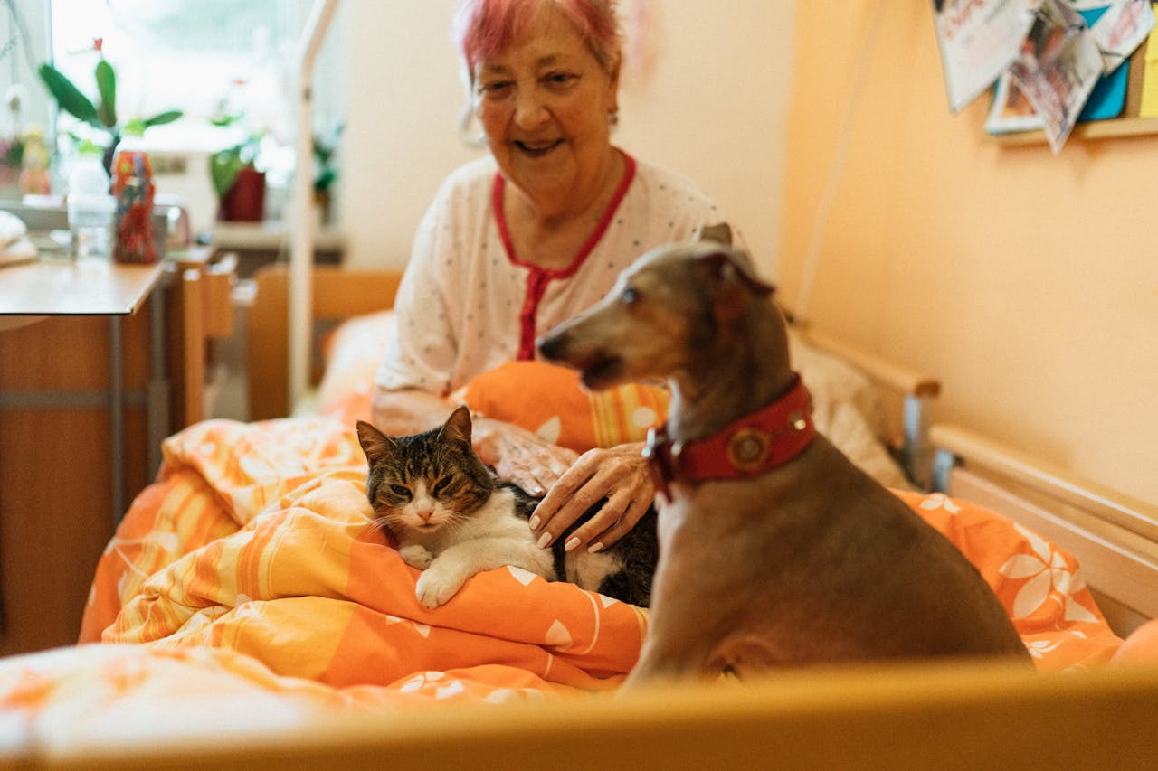 Senior woman enjoying the company of a dog and cat in a cozy bedroom setting, showcasing warmth and companionship.